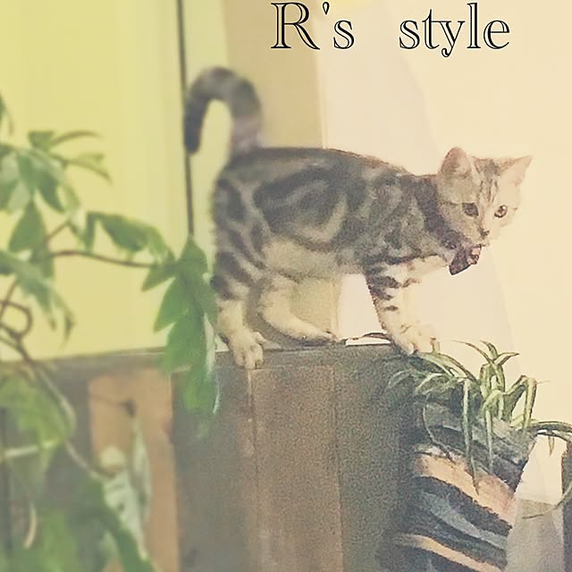 romiさんの実例写真