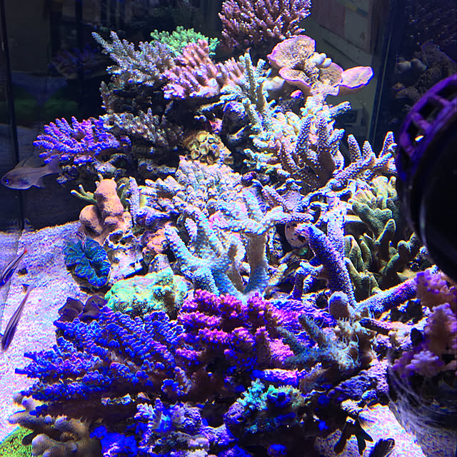 aquarium_seaさんの実例写真