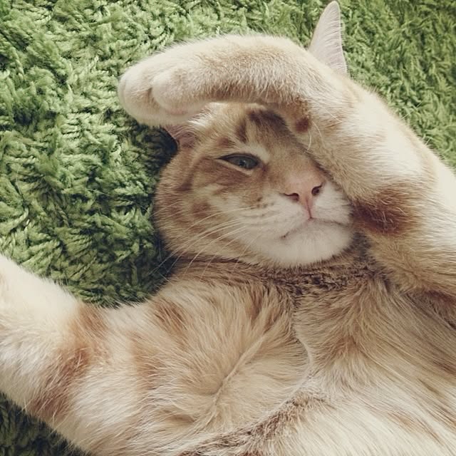 K-coさんの実例写真