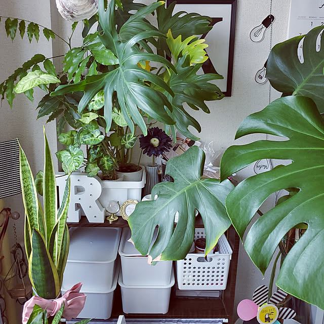 リビング/観葉植物のある暮らし/観葉植物/ダイソー/セリア...などのインテリア実例 - 2022-08-21 13:34:40