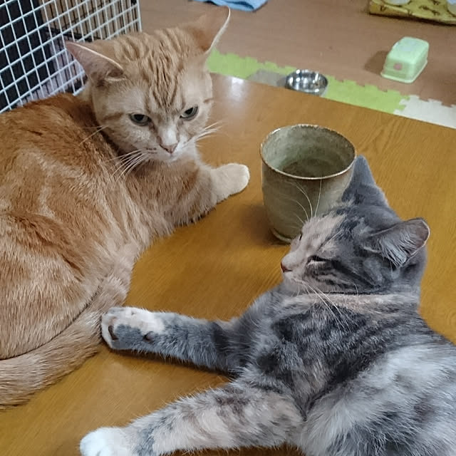 shinobuさんの実例写真