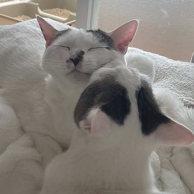 実例写真