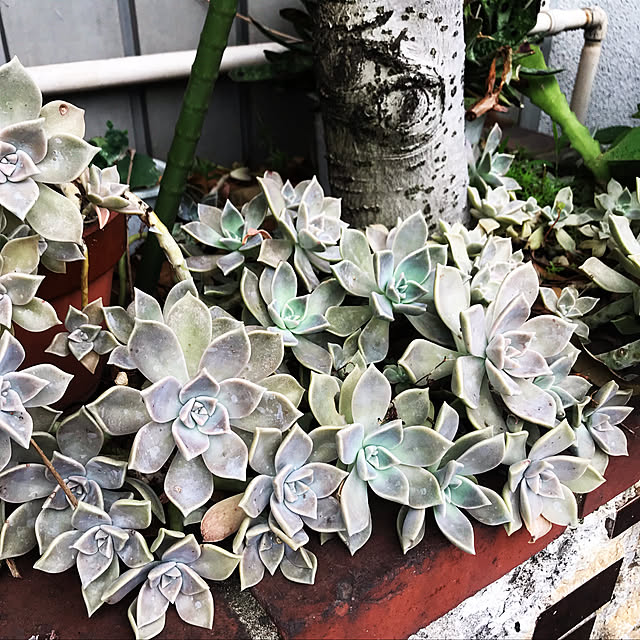 多肉植物/部屋全体のインテリア実例 - 2019-08-24 19:40:57