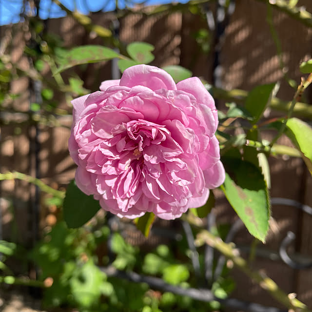 ronronさんの部屋