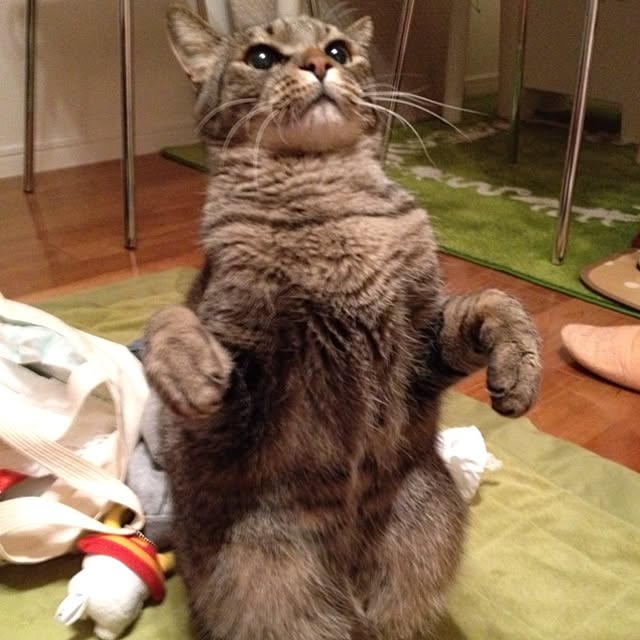 sellyoakさんの実例写真