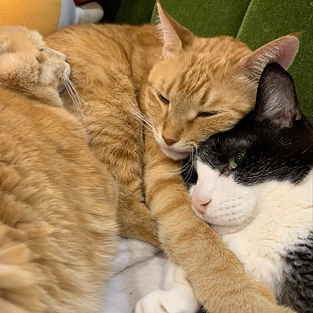 mikeume7さんの実例写真