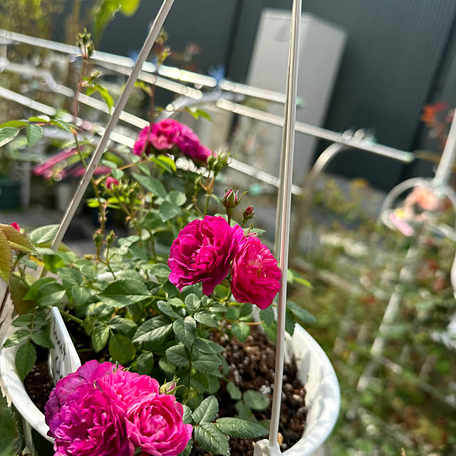 ᵔᴥᵔ)スイートチャリオット♡ 苗♡良い香りのバラ♡可愛いお庭♡
