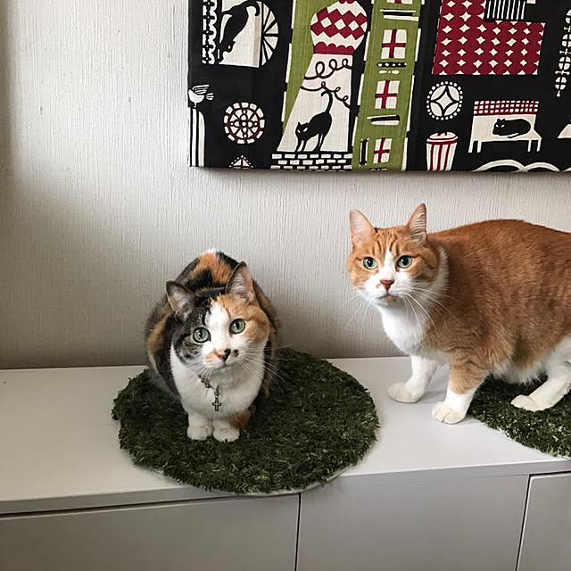 nyanko-beamさんの実例写真