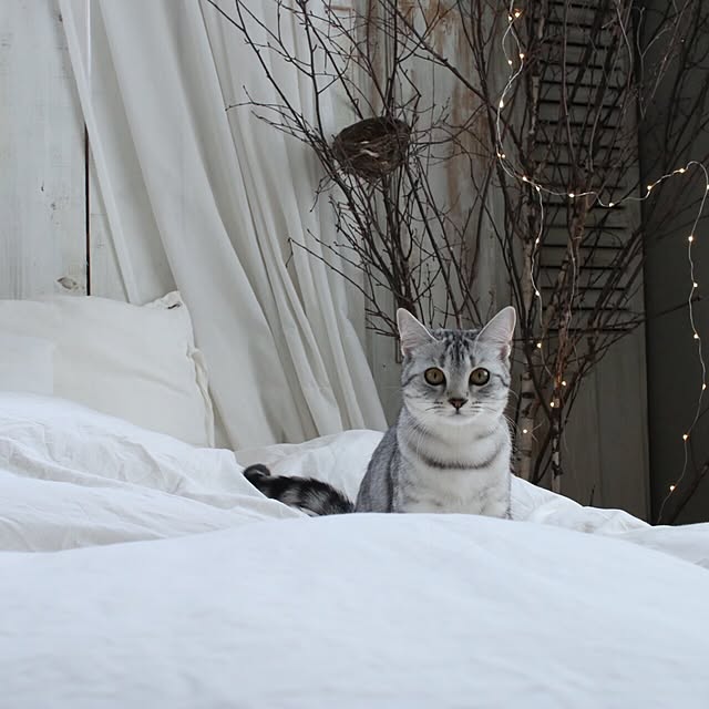 miiさんの実例写真