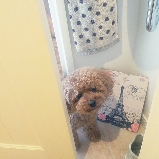 rieさんの実例写真