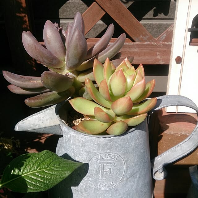 玄関/入り口/多肉植物/セリアのインテリア実例 - 2015-11-03 00:16:10