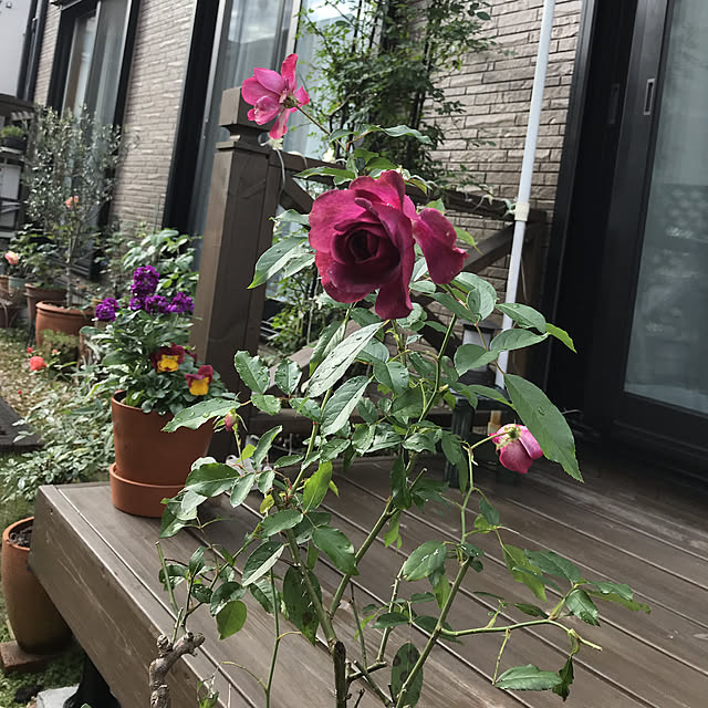 gin_mamaさんの実例写真