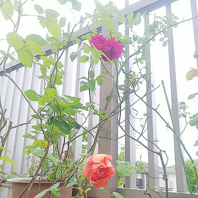 hiromimiさんの実例写真