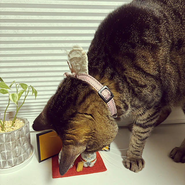 masamasaさんの部屋