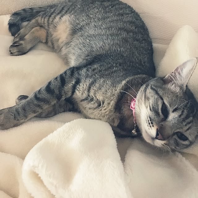 sayasさんの実例写真