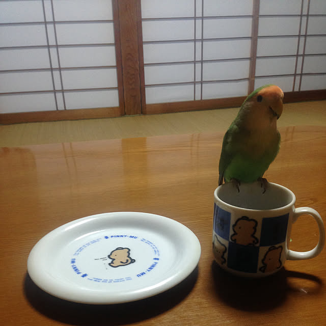 aoinokimiさんの実例写真