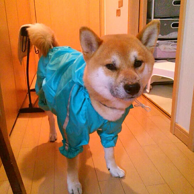 kotaさんの実例写真