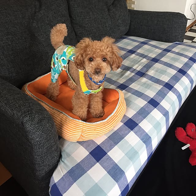 cocoさんの実例写真