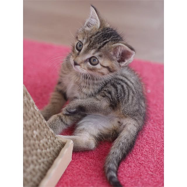 mikomaruさんの実例写真