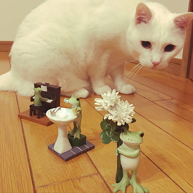 tekokaasanさんの実例写真