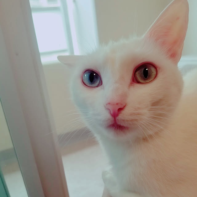 HOTARU.catさんの実例写真