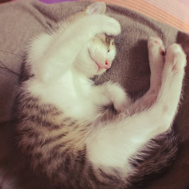 部屋全体のインテリア実例 - 2016-04-30 23:41:46