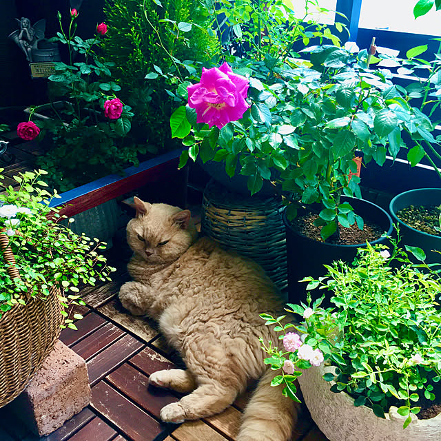 naokoさんの実例写真