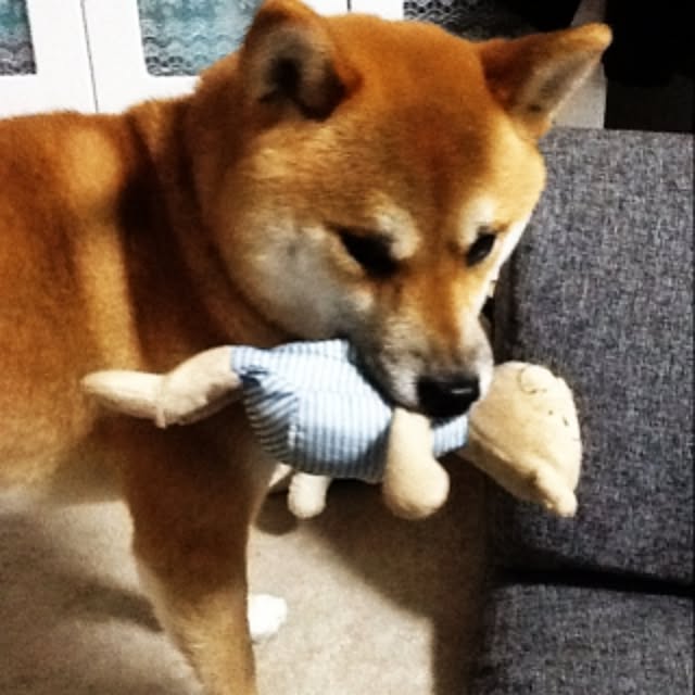 kotaさんの実例写真