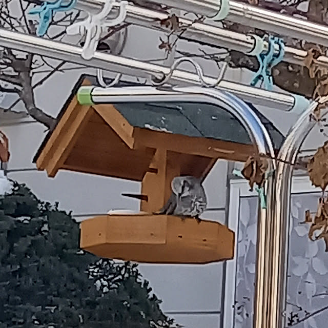 suzumetoriさんの実例写真
