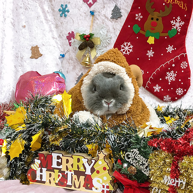 sippoさんの実例写真