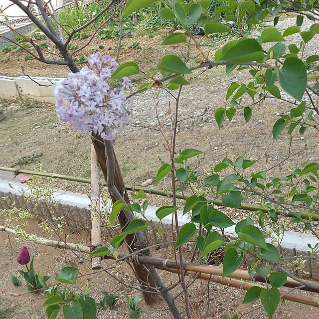 nonhoiさんの実例写真