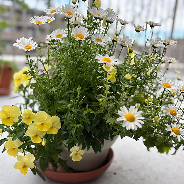 cottoncottonさんの部屋