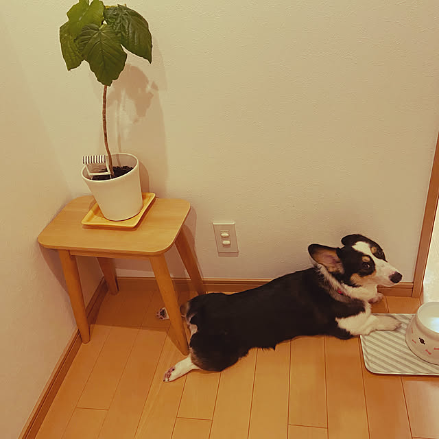 stellaさんの実例写真