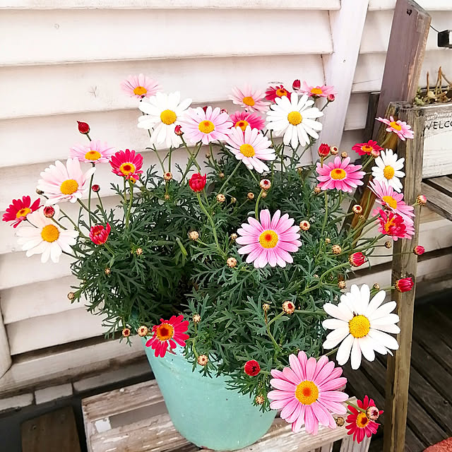 VERANDARJUNさんの実例写真