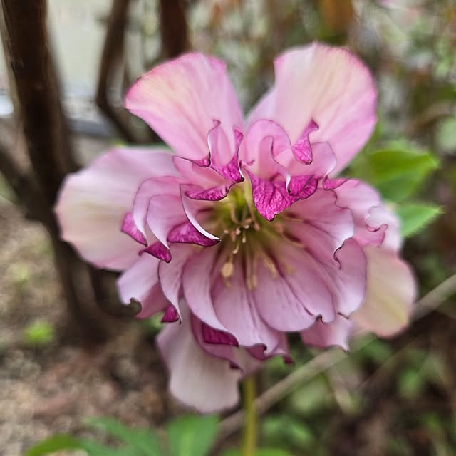 min_nimさんの実例写真