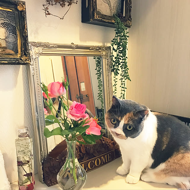 bambi_eyeさんの実例写真
