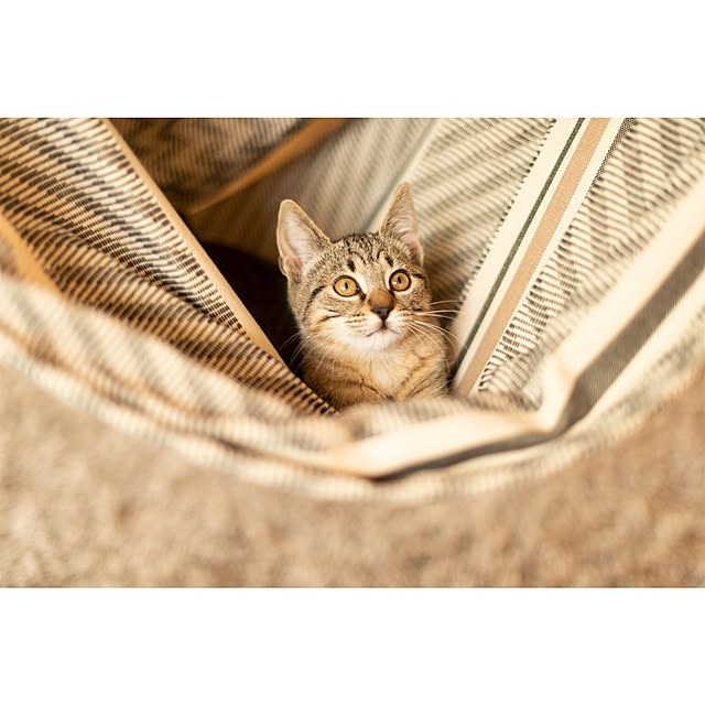 LA_SIESTA_hammockJPさんの実例写真
