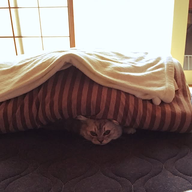 部屋全体のインテリア実例 - 2016-09-03 13:55:21
