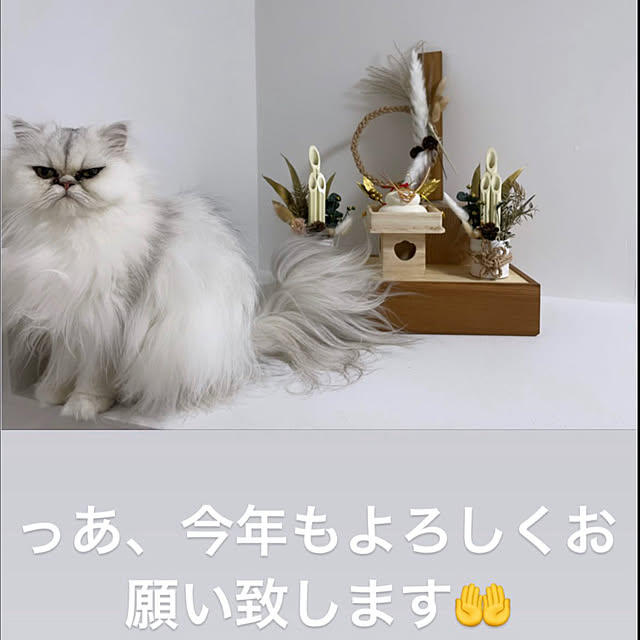 shirokumaさんの実例写真