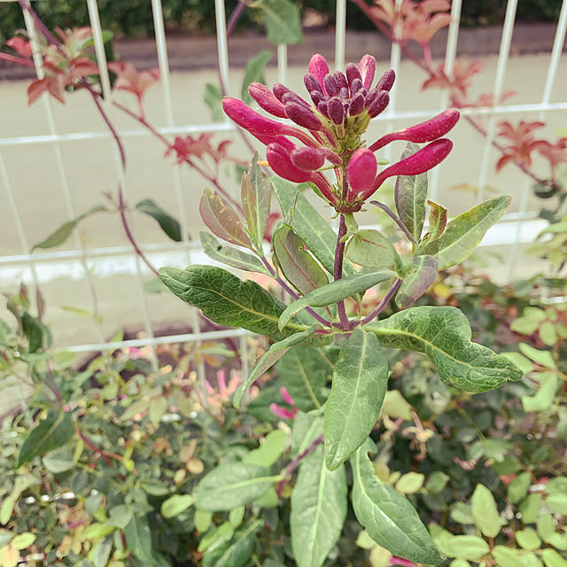 AYUKOさんの実例写真