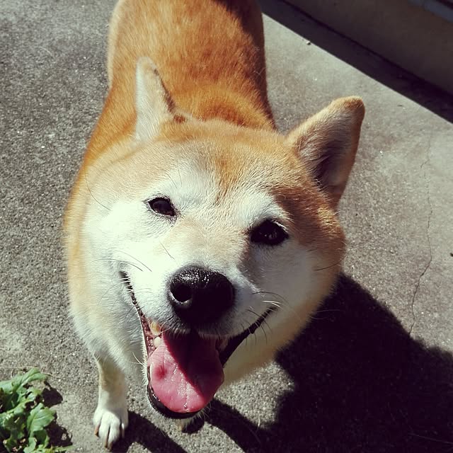 YUKKIさんの実例写真