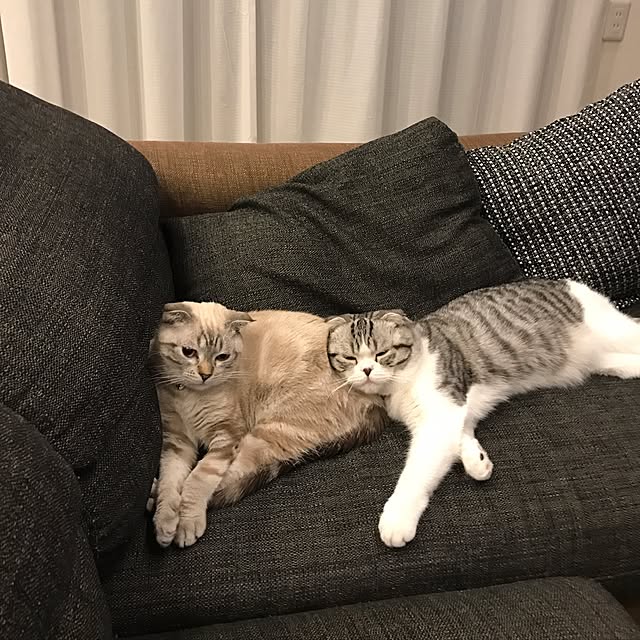 Dahliaさんの実例写真