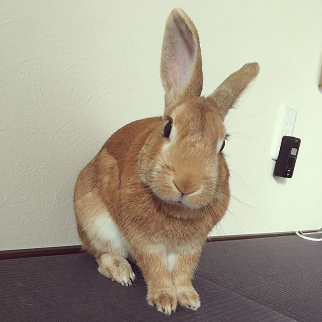 REEmamaさんの実例写真