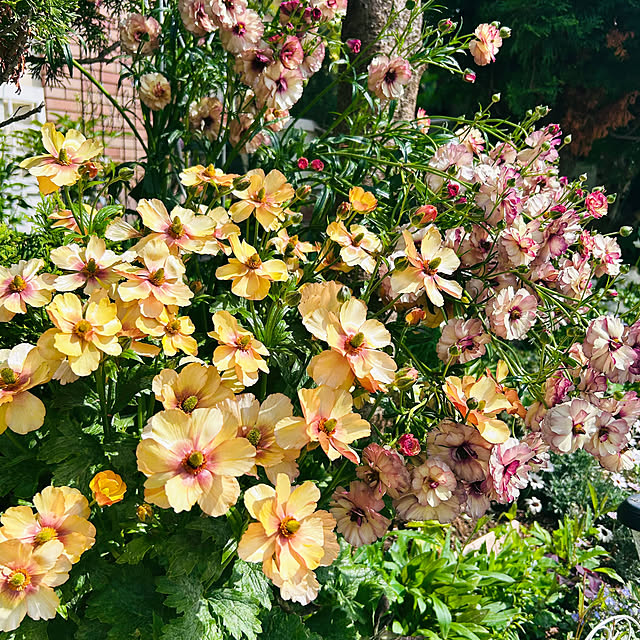 sunabaさんの実例写真