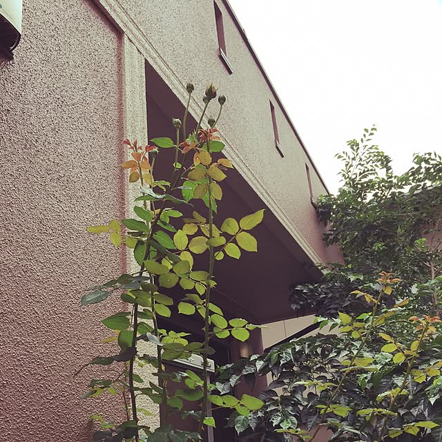 Nahoさんの実例写真