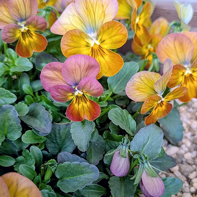 mi-saさんの部屋