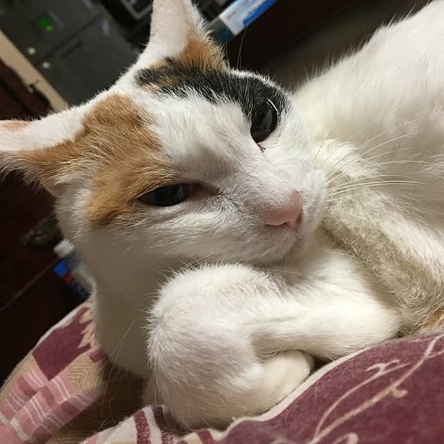 yocchiさんの実例写真