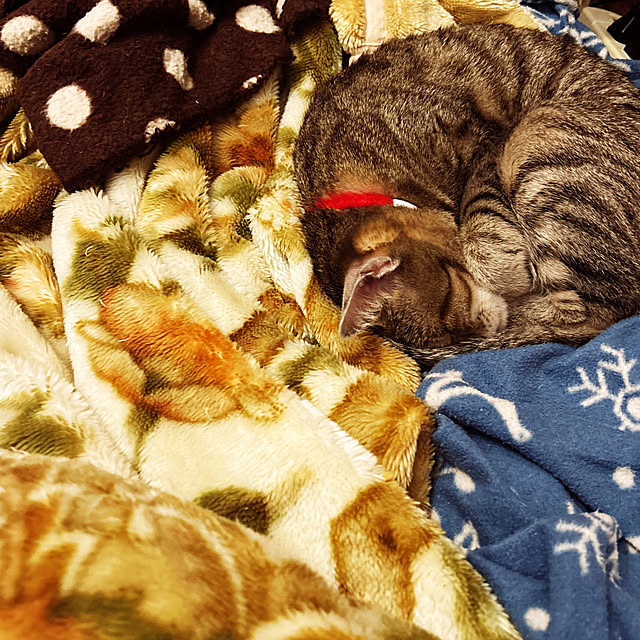 kuusanさんの実例写真
