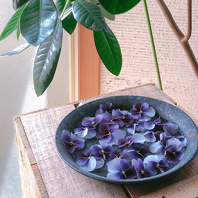 雑貨/一人暮らし/観葉植物/男前/ガーデニング...などのインテリア実例 - 2020-04-09 20:04:54