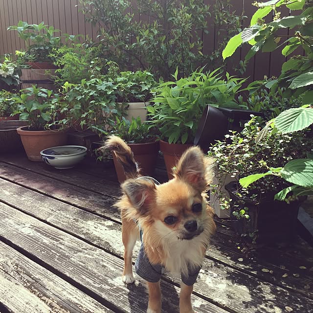 cootan195さんの実例写真